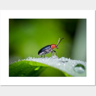 Unique and organic photo of a leaf beetle crossing a slippery dew covered leaf Posters and Art